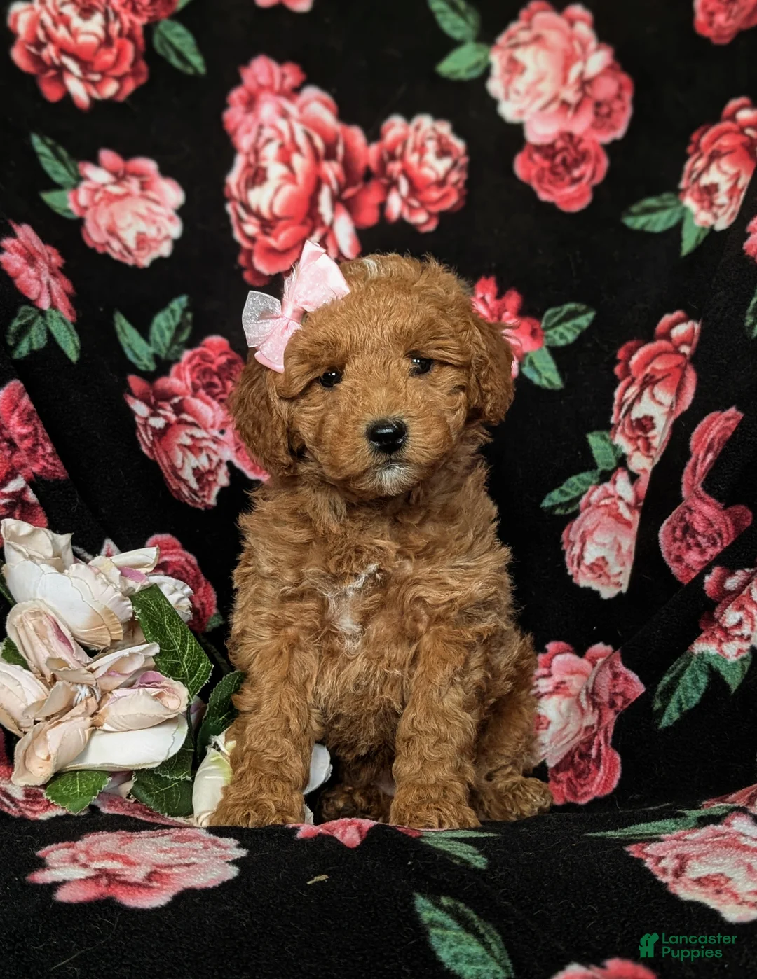 Mini Goldendoodle dogs for sale: Becca Hypoallergenic - Ad 2