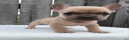 French Bulldog dogs for sale: Baxter - Ad 3