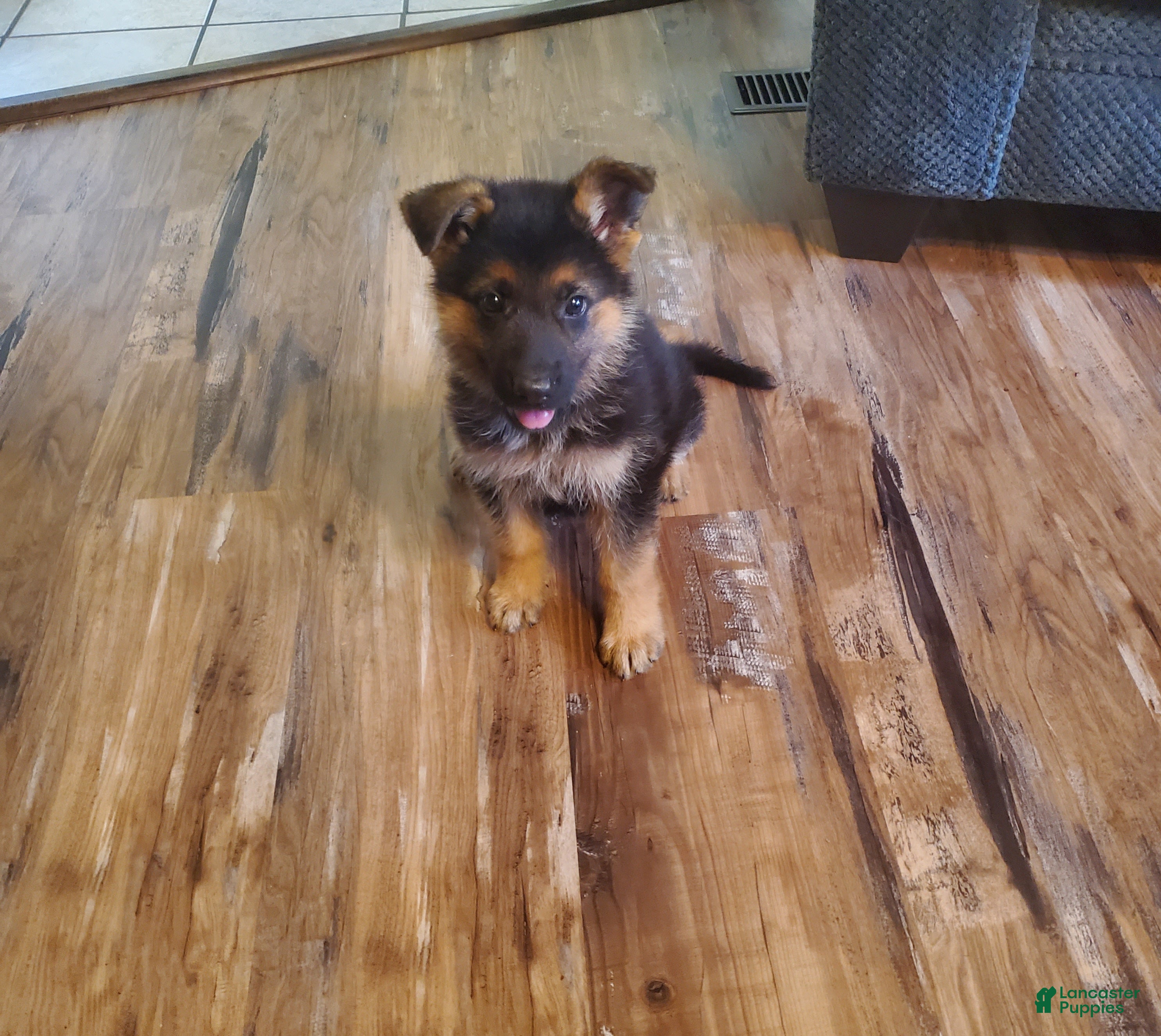 German Shepherd dogs Lawn Green Male - Ad 1