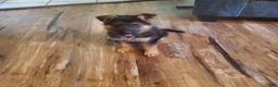 German Shepherd dogs for sale: Lawn Green Male - Ad 1