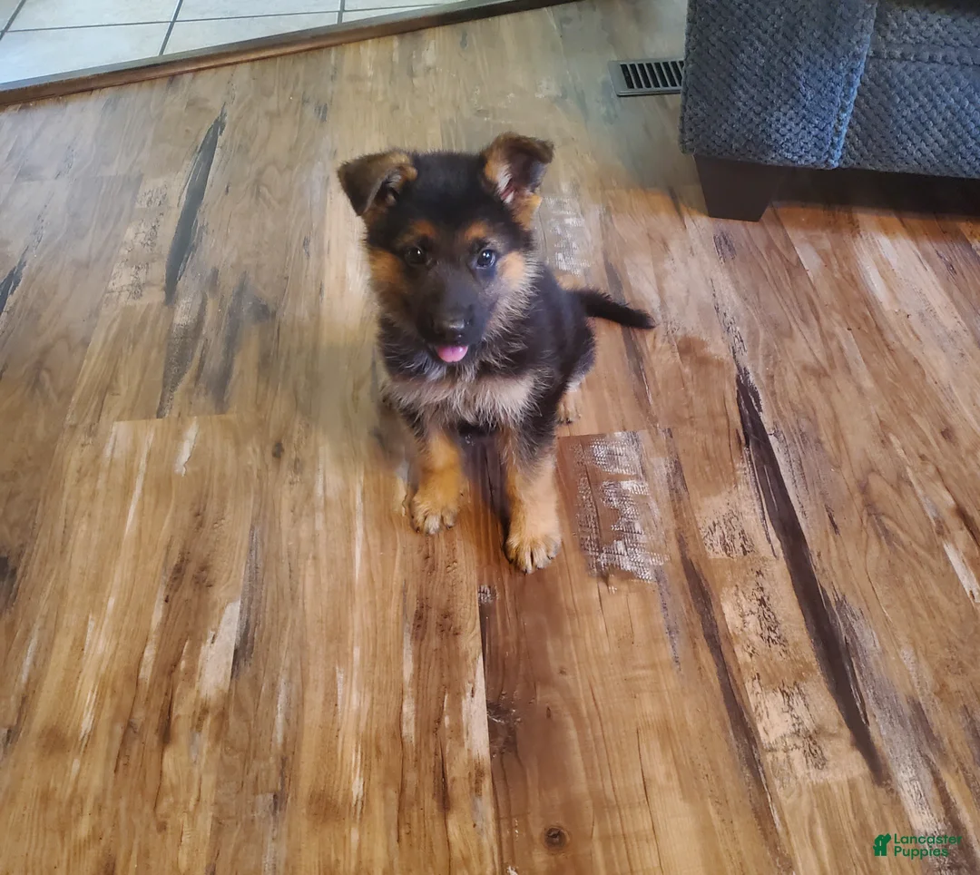 German Shepherd dogs for sale: Lawn Green Male - Ad 1