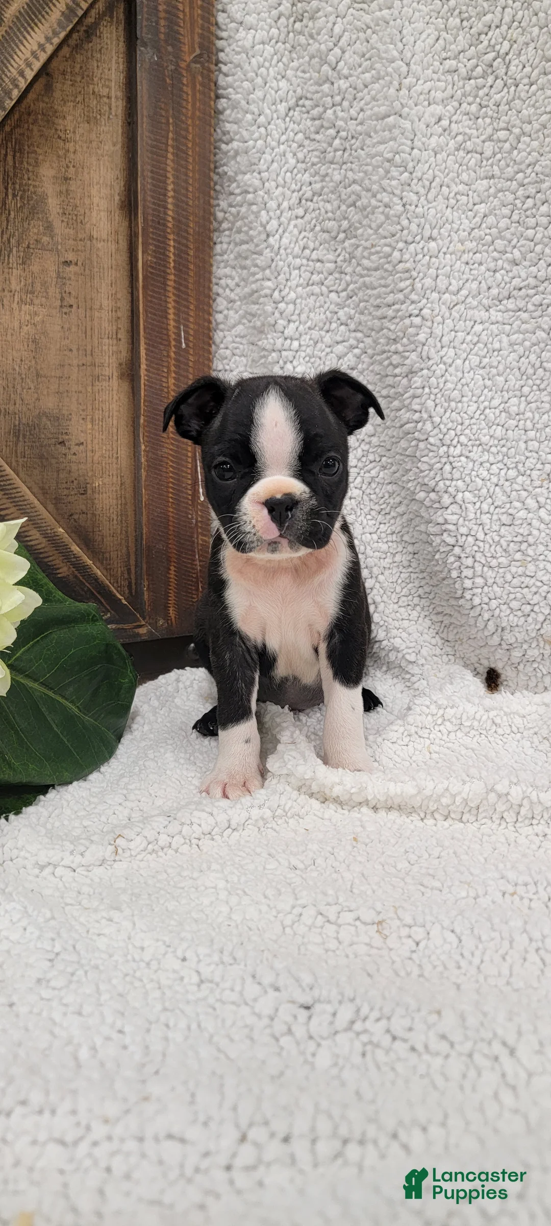 Boston Terrier dogs for sale: Bella - Ad 3