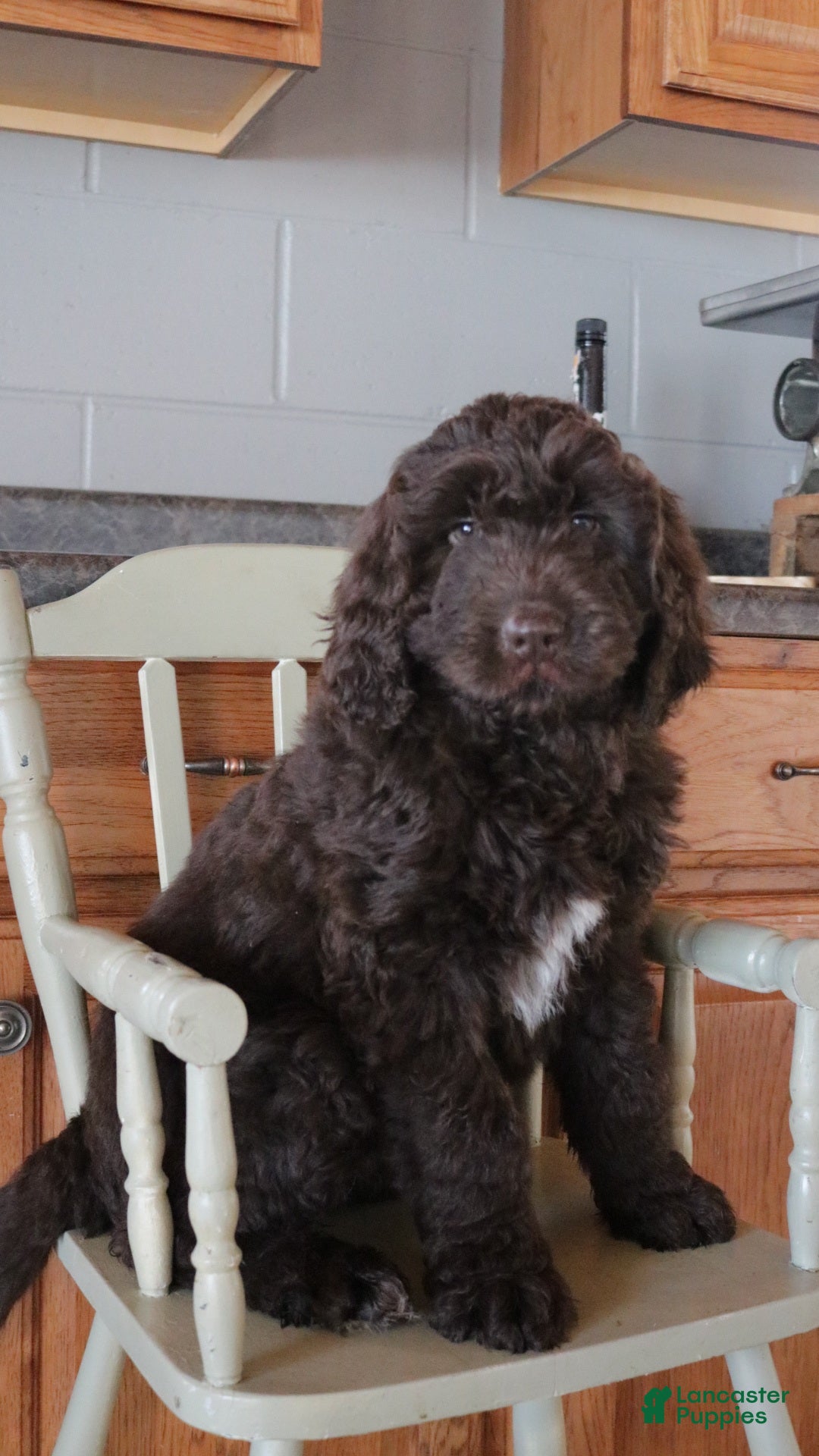 Newfypoo dogs Roxy - Ad 17