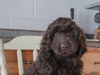 Newfypoo dogs Roxy - Ad 17