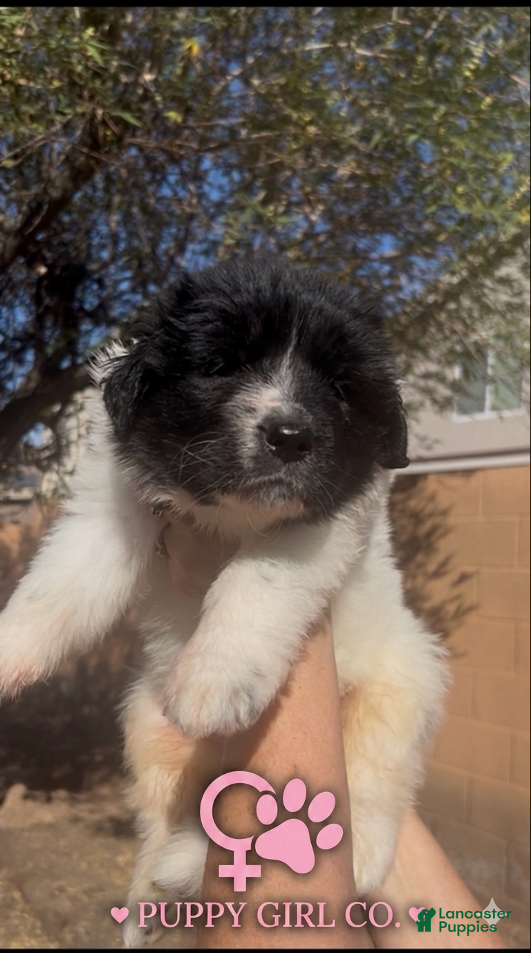 Mixed Breed dogs Mixed Breed 3 - Ad 31