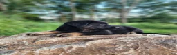 German Shepherd dogs for sale: Trek - Ad 16