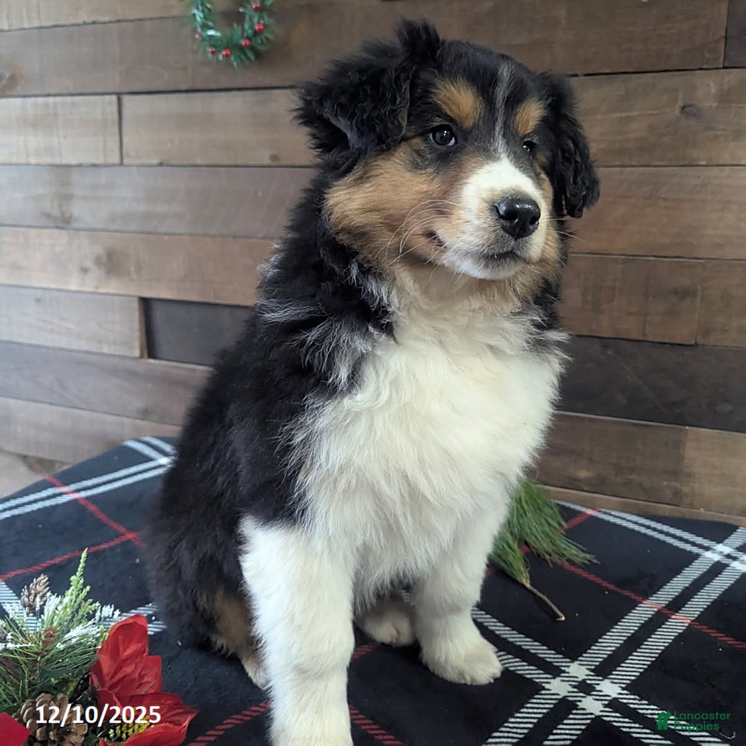 Mixed Breed dogs for sale: Abby - Ad 3