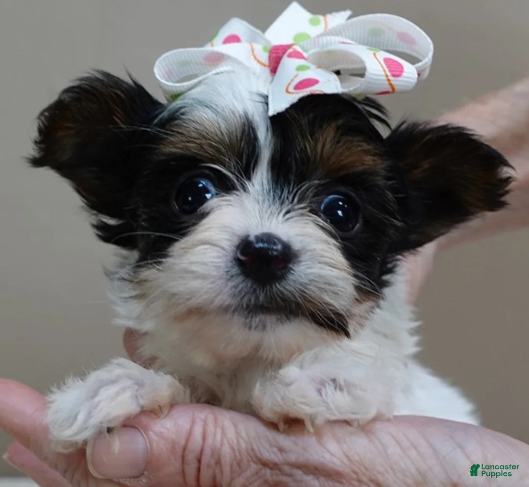 Yorkshire Terrier dogs for sale: Claire 19 ounces - Ad 1