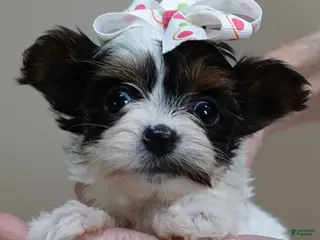 Yorkshire Terrier dogs Claire 19 ounces - Ad 8