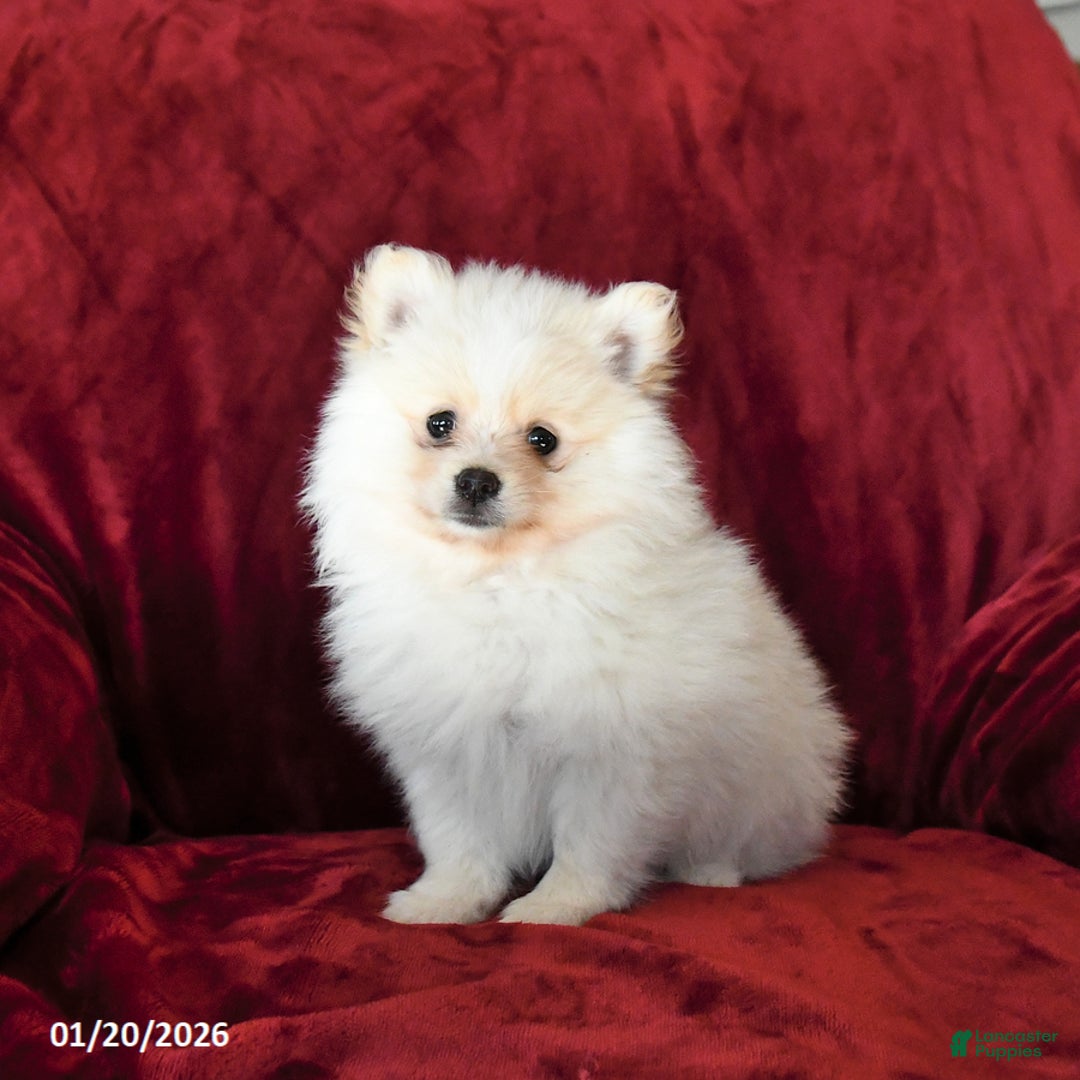 Pomeranian dogs for sale: Fluffy - Ad 1