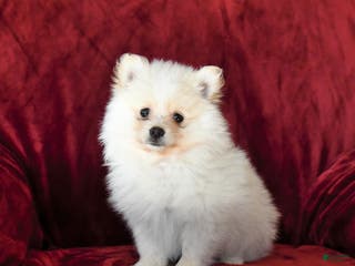Pomeranian dogs Fluffy - Ad 14