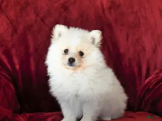 Pomeranian dogs Fluffy - Ad 1