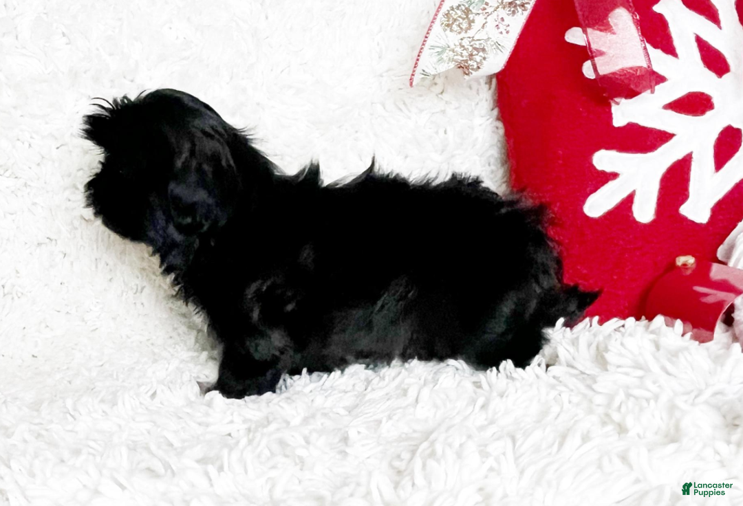 Shih Tzu dogs for sale: Lennox - Ad 5