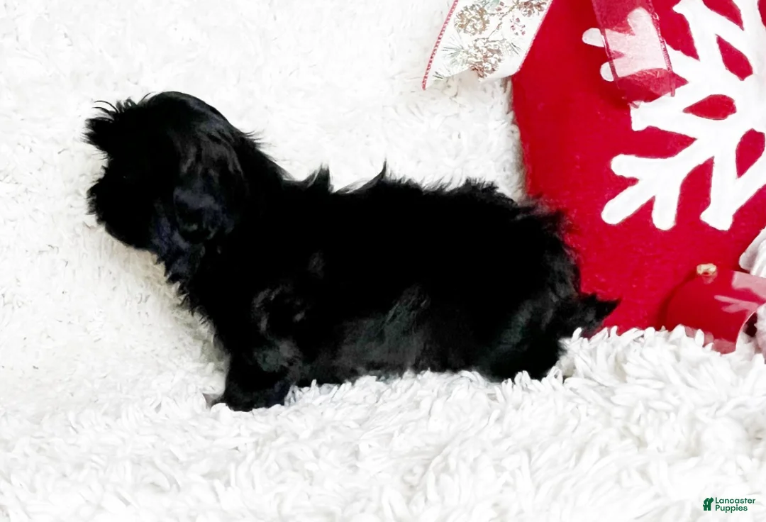 Shih Tzu dogs for sale: Lennox - Ad 5
