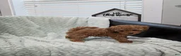 Toy Poodle dogs for sale: June - Ad 7