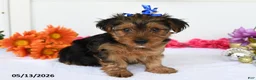 Yorkshire Terrier dogs for sale: Addison - Ad 3