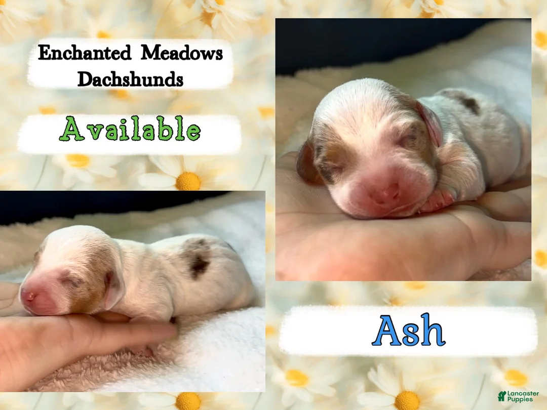Miniature Dachshund dogs for sale: Ash - Ad 2