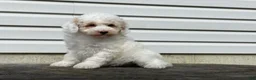 Miniature Poodle dogs for sale: Dakota Miniature Poodle  - Ad 10