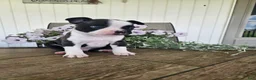 Boston Terrier dogs for sale: Arlo - Ad 11