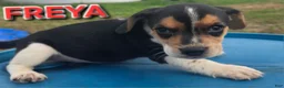 Beagle dogs for sale: FREYA - Ad 1