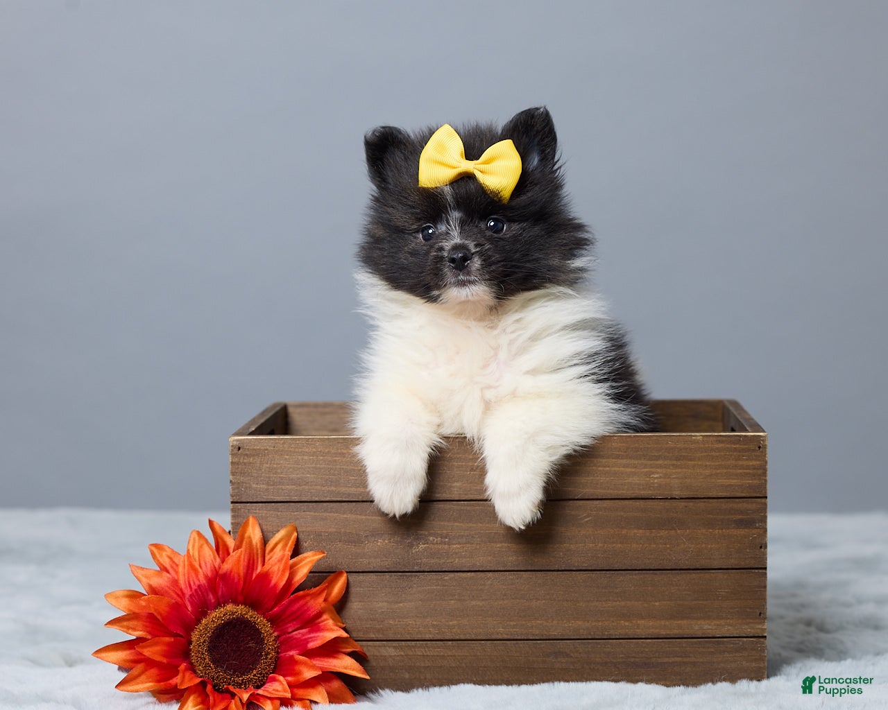 Pomeranian dogs Tamara - Ad 1