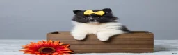 Pomeranian dogs for sale: Tamara - Ad 1