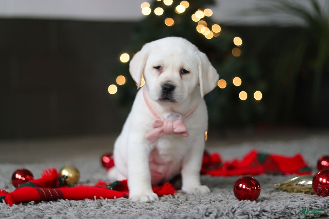 Labrador Retriever dogs for sale: Besty - Ad 10