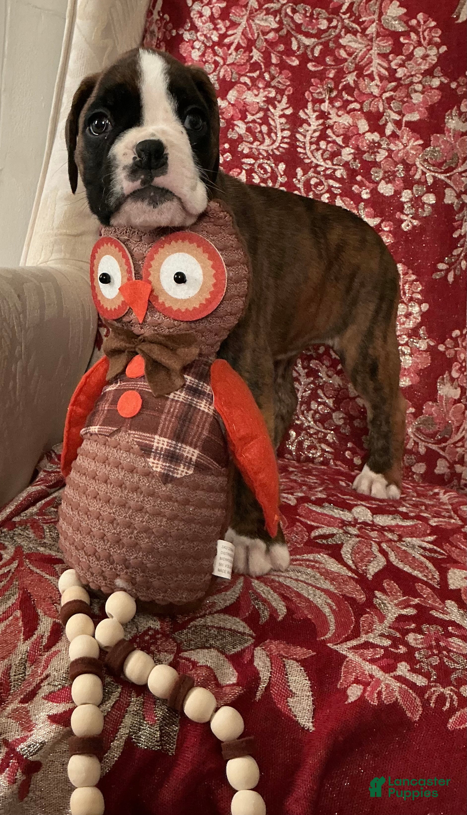 Boxer dogs Bella - Ad 1