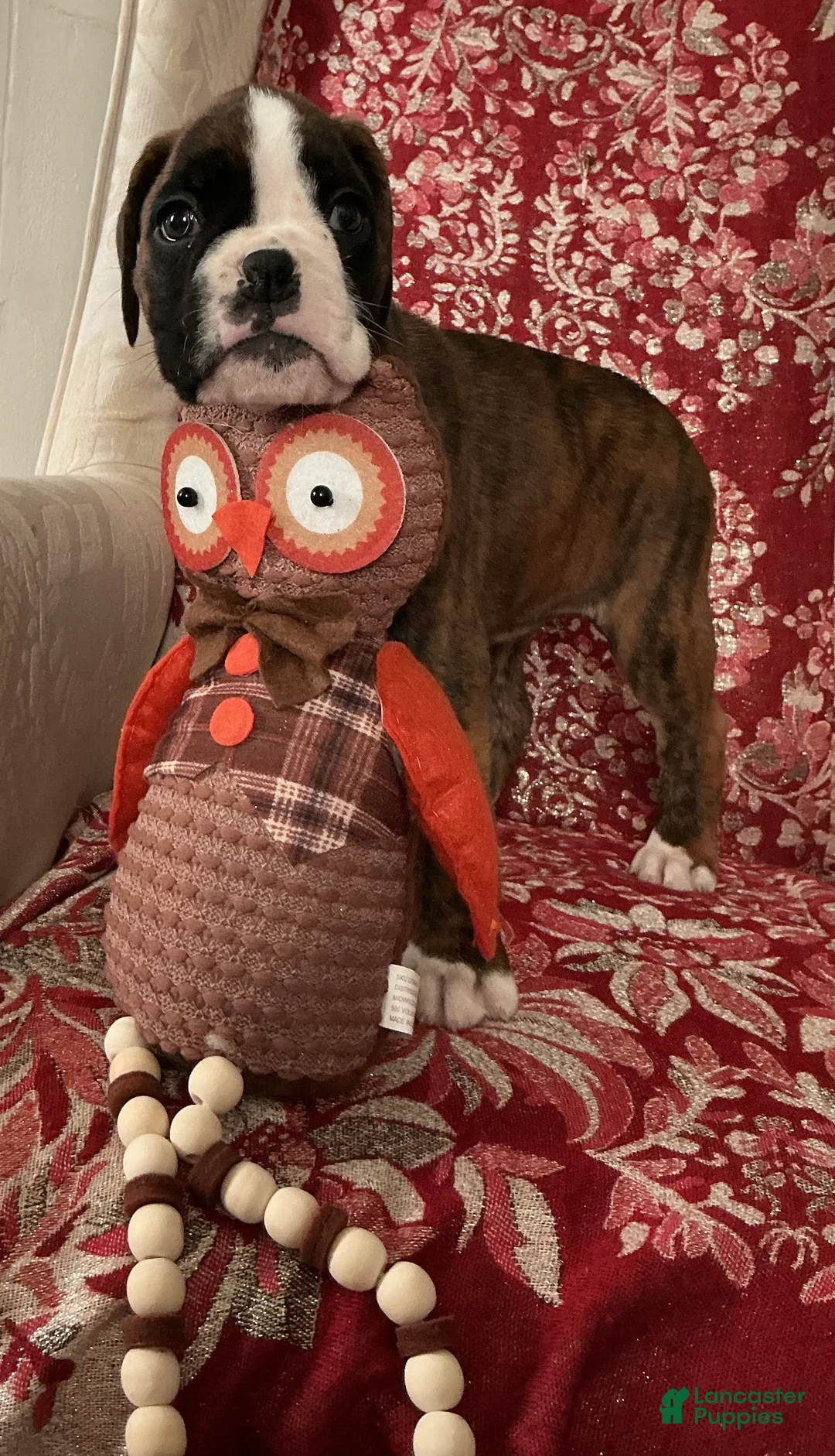Boxer dogs for sale: Bella - Ad 1