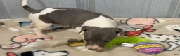 Italian Greyhound dogs for sale: Cam AKC - Ad 6