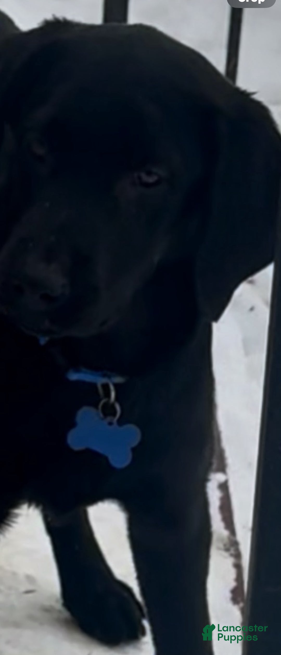 Labrador Retriever dogs for sale: Labrador Retriever Puppy 1 - Ad 5