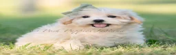 Maltipoo dogs for sale: Moose - Ad 2