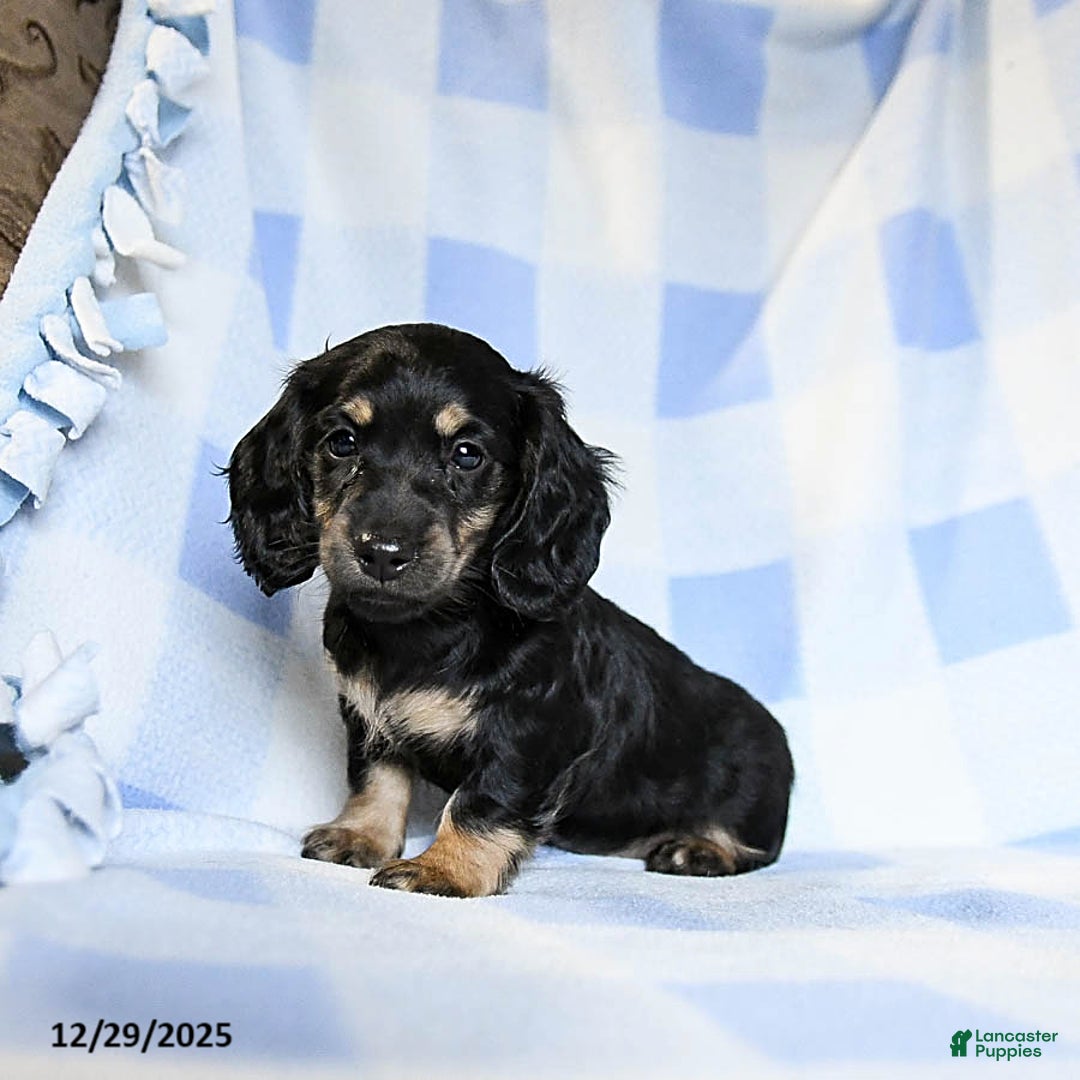 Miniature Dachshund dogs for sale: Amber - Ad 4