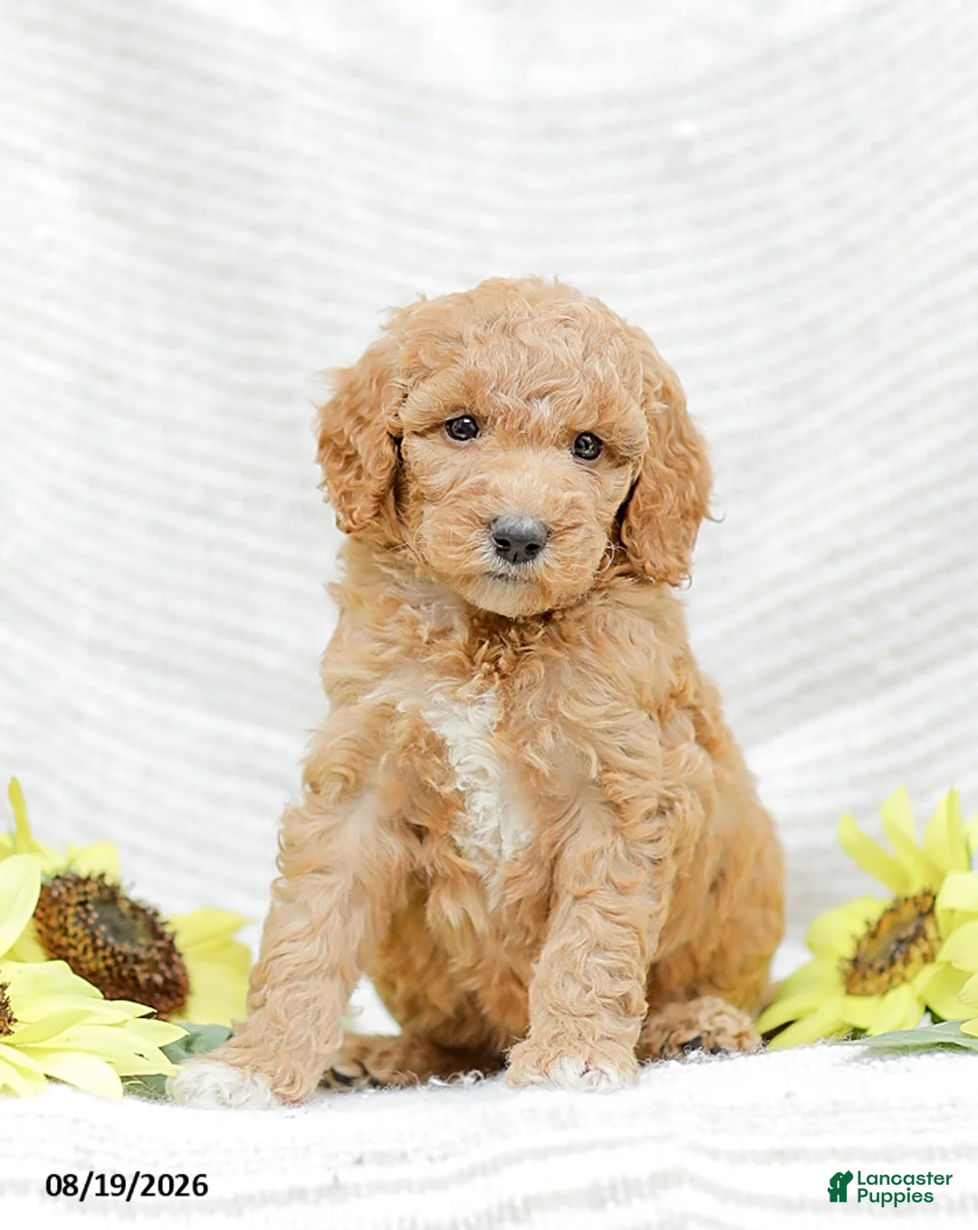 Goldendoodle dogs for sale: Jenny - Ad 1