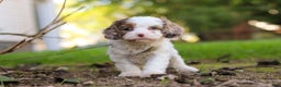 Cavapoo dogs for sale: Captain - Ad 10