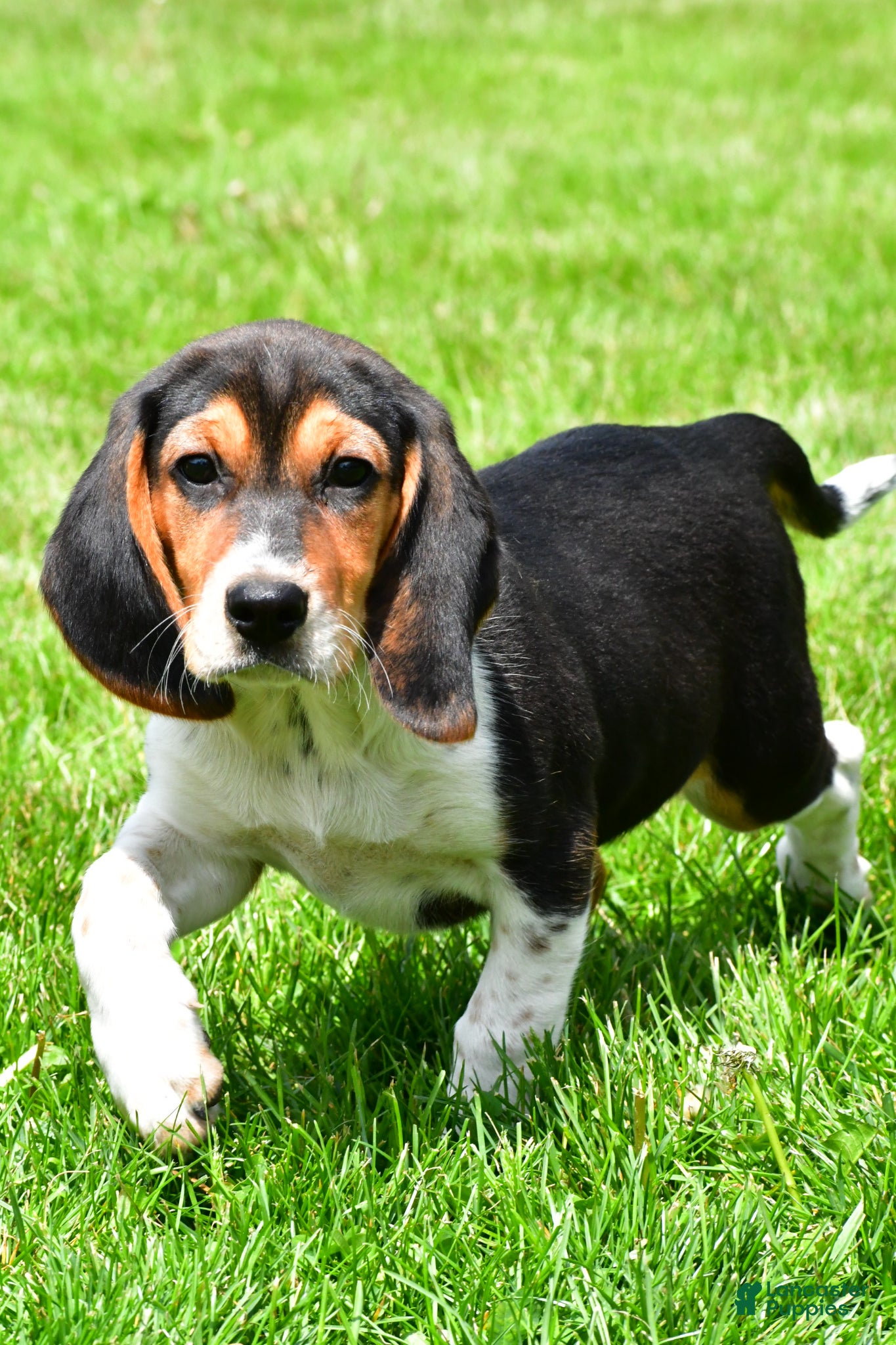 Beagle dogs Sammy - Ad 1