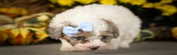 Miniature Poodle dogs for sale: Juno🦴  - Ad 15