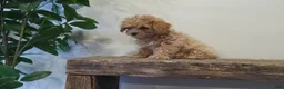 Maltipoo dogs for sale: Missy - Ad 3