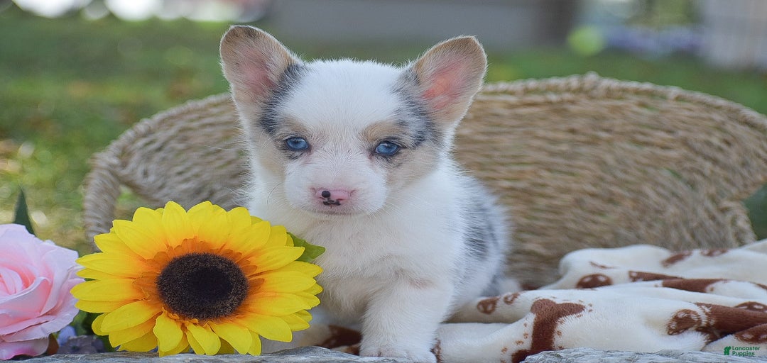 Gallery Image {{count}}