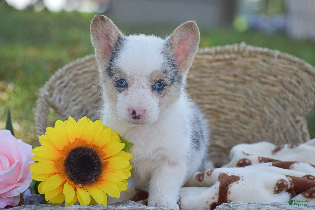 Gallery Image {{count}}