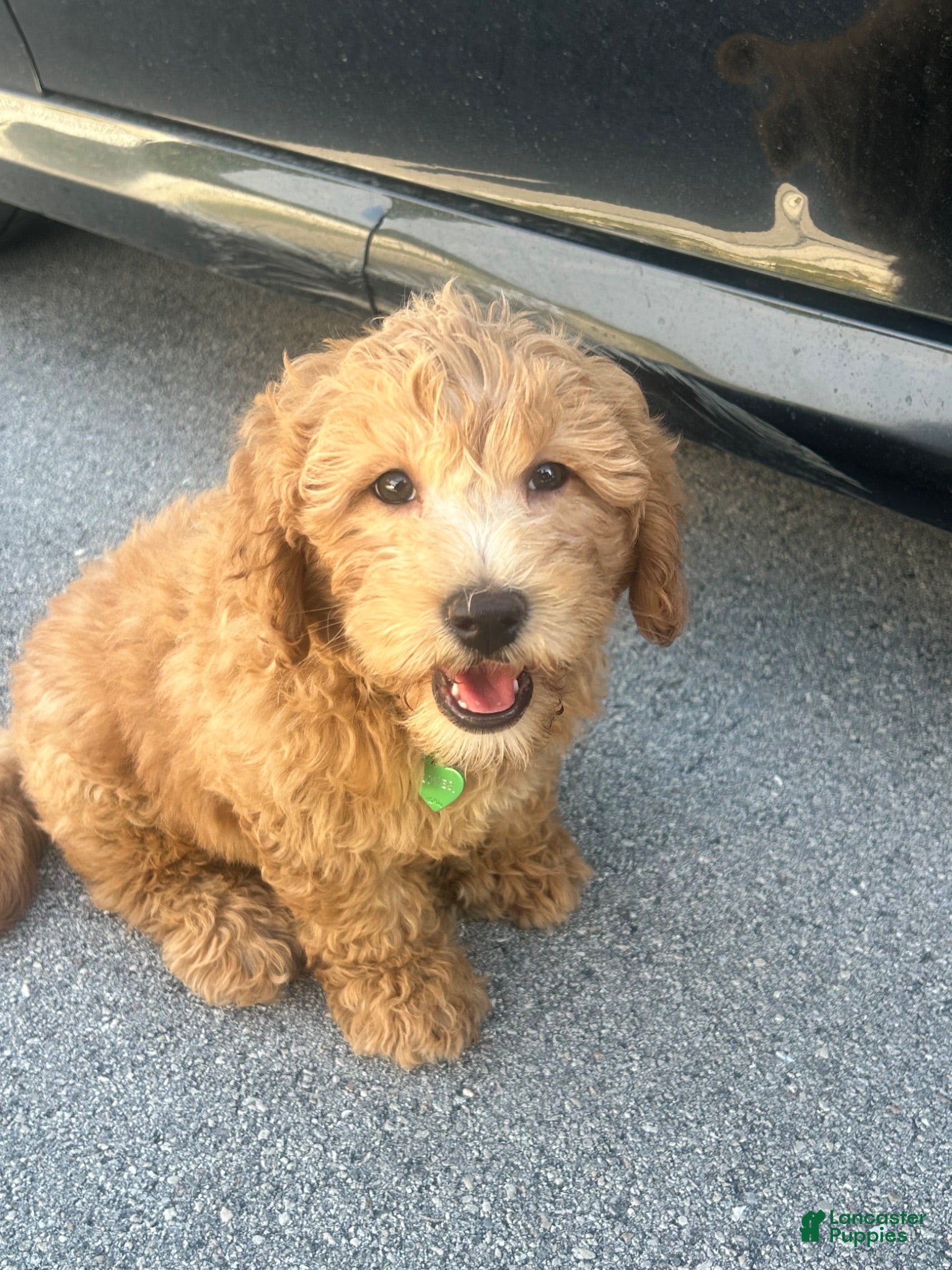 Mini Goldendoodle dogs Clover - Ad 6