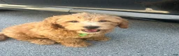 Mini Goldendoodle dogs for sale: Clover - Ad 1