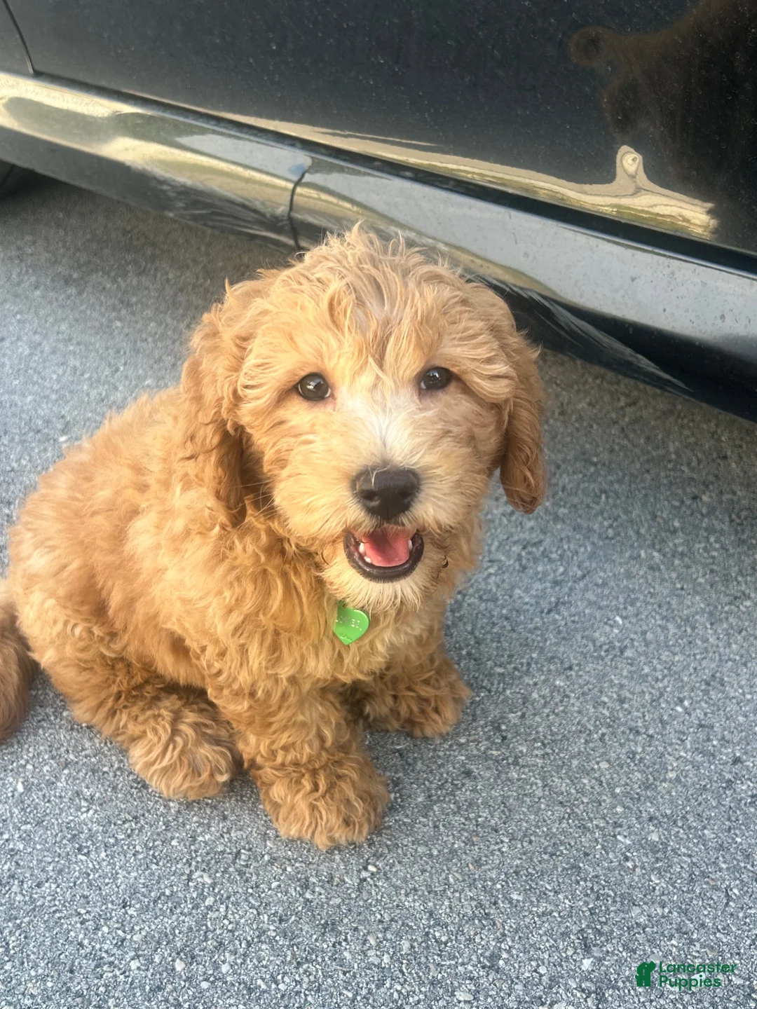 Mini Goldendoodle dogs for sale: Clover - Ad 1