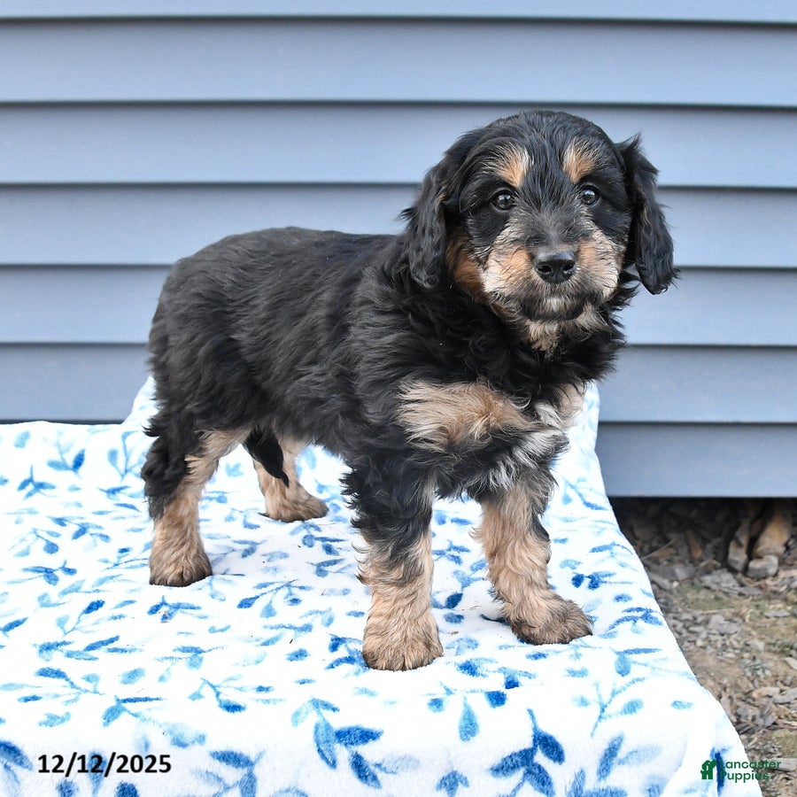 Mixed Breed dogs Angel - Ad 2