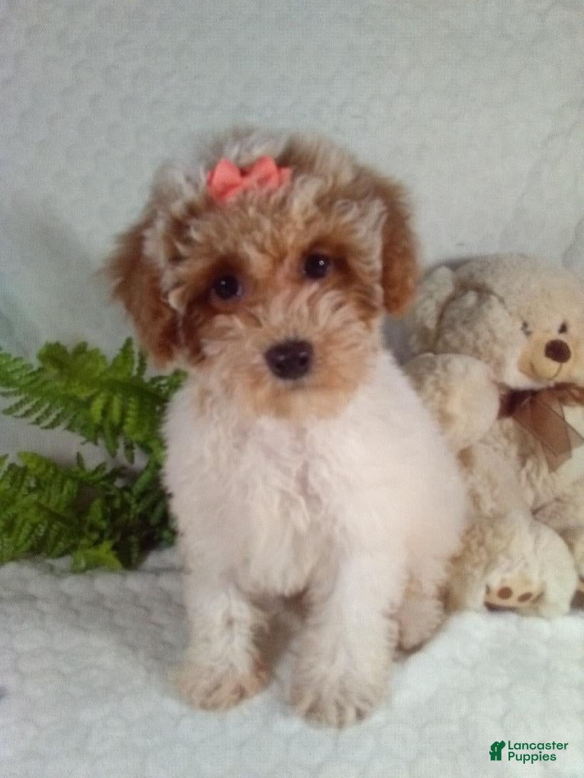 Bichpoo dogs for sale: Jackie  - Ad 2