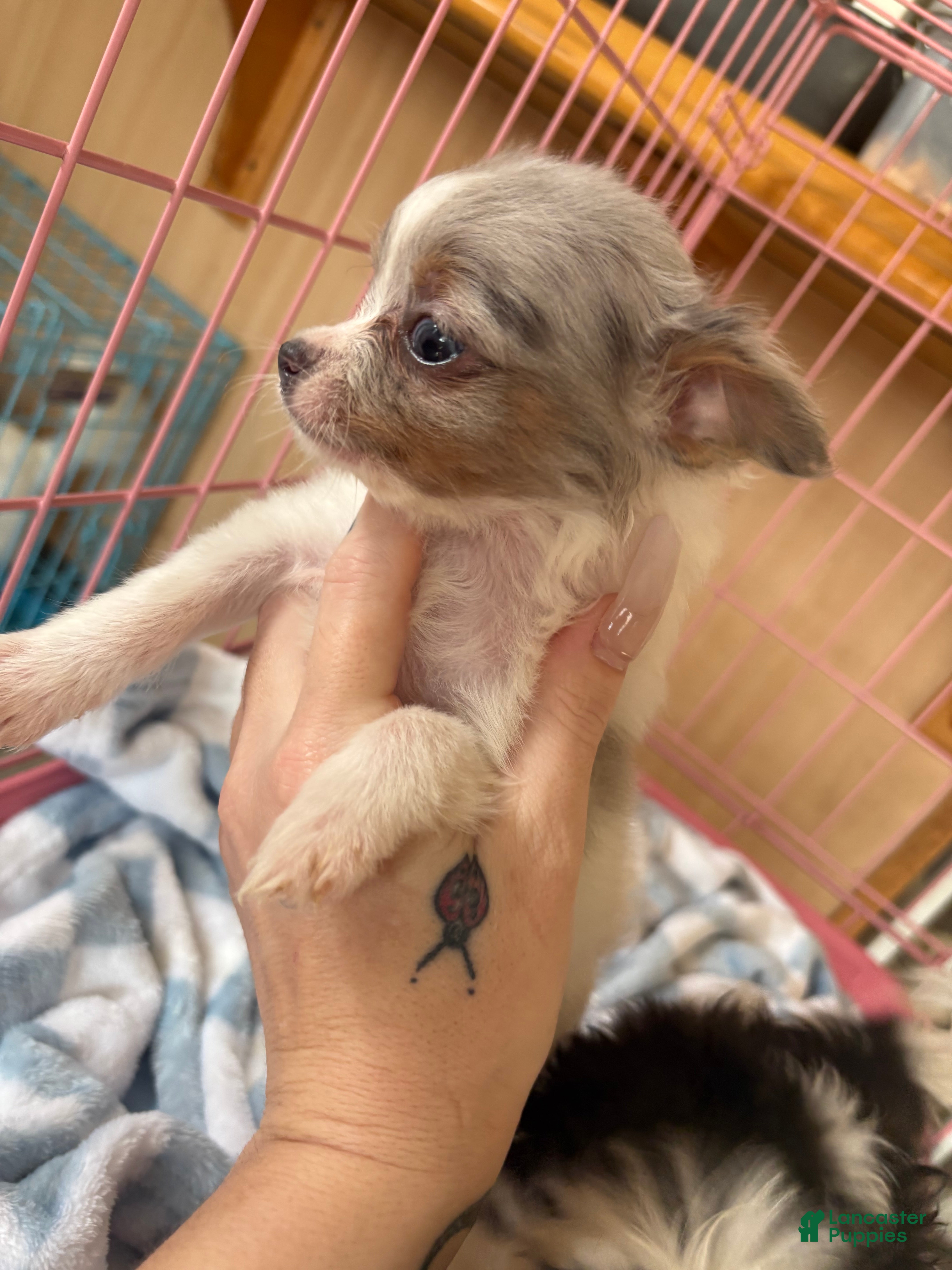 Pomchi dogs Pomchi Puppy 1 - Ad 4