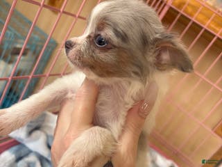 Pomchi dogs Pomchi Puppy 1 - Ad 4
