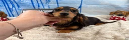 Dachshund dogs for sale: Import - Ad 7