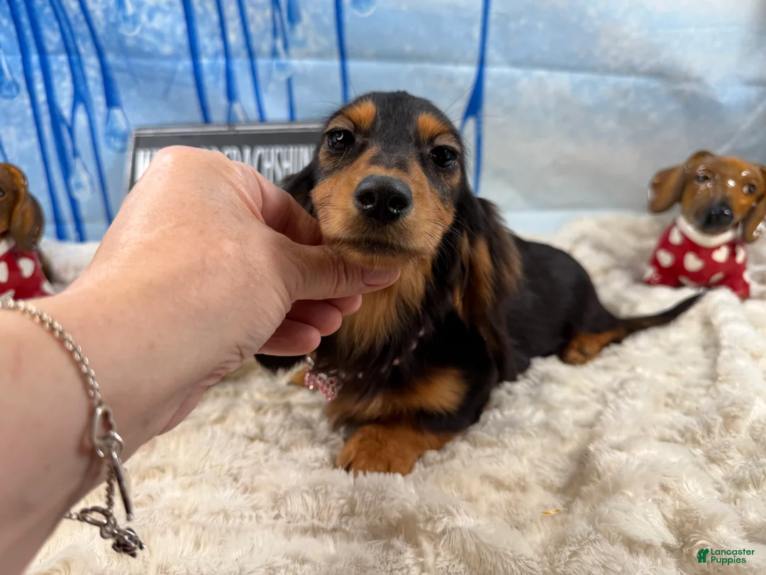 Dachshund dogs for sale: Import - Ad 7