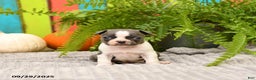 Boston Terrier dogs for sale: Kylie - Ad 13